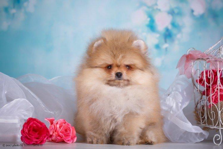 Померанський шпіц - опис породи, характер та догляд (60 фото)