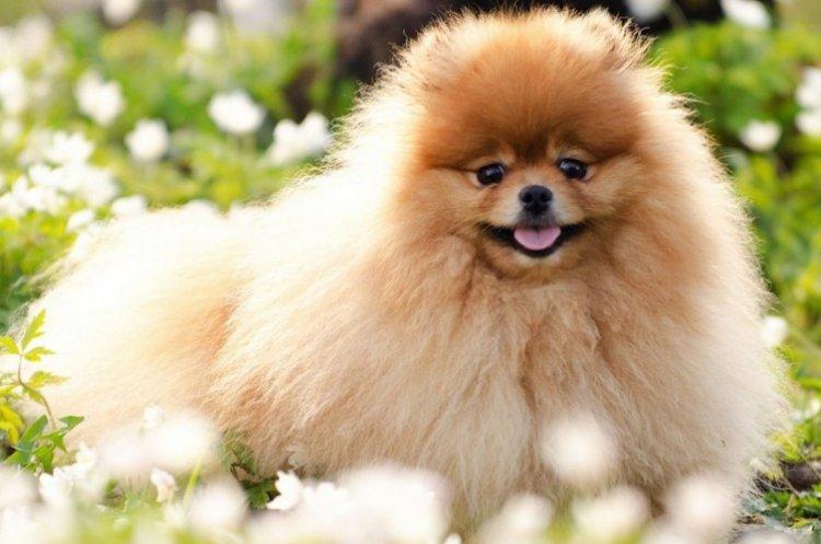 Померанський шпіц - опис породи, характер та догляд (60 фото)