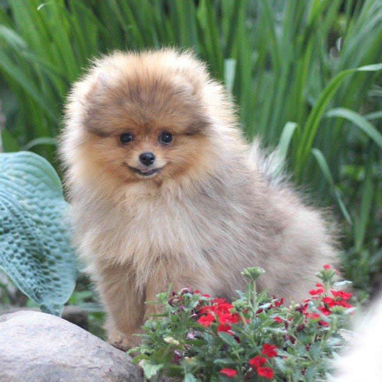 Померанський шпіц - опис породи, характер та догляд (60 фото)