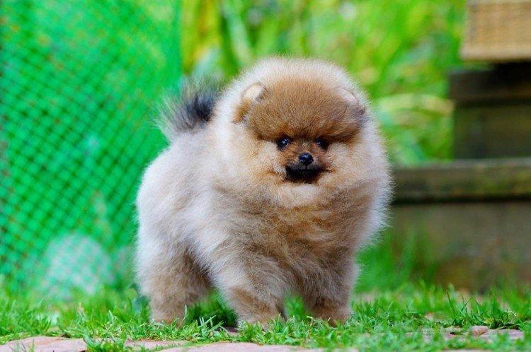 Померанський шпіц - опис породи, характер та догляд (60 фото)