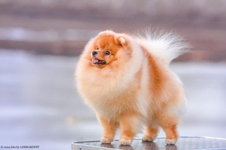 Померанський шпіц - опис породи, характер та догляд (60 фото)