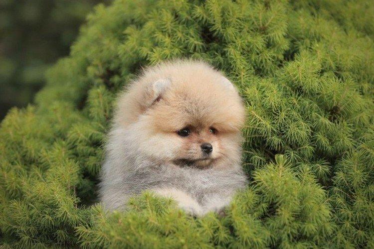 Померанський шпіц - опис породи, характер та догляд (60 фото)