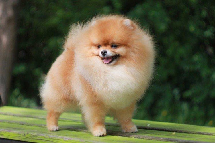 Померанський шпіц - опис породи, характер та догляд (60 фото)