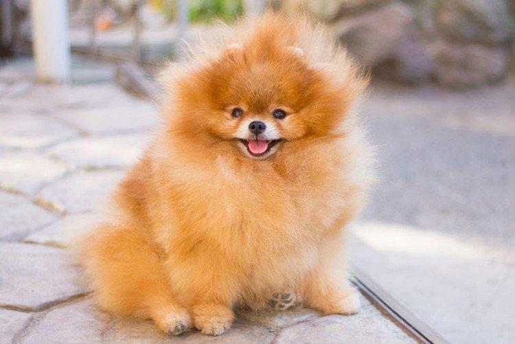 Померанський шпіц - опис породи, характер та догляд (60 фото)