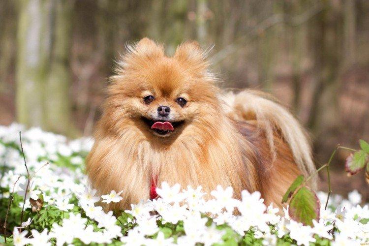 Померанський шпіц - опис породи, характер та догляд (60 фото)