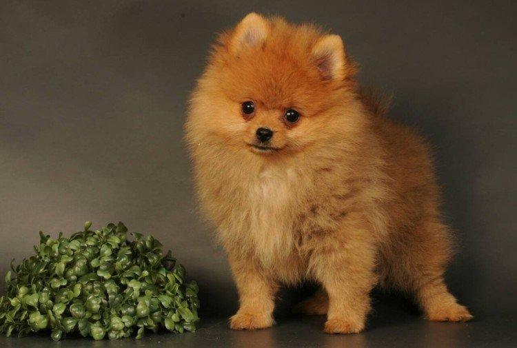 Померанський шпіц - опис породи, характер та догляд (60 фото)