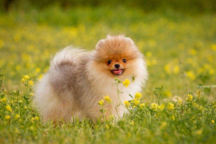 Померанський шпіц - опис породи, характер та догляд (60 фото)