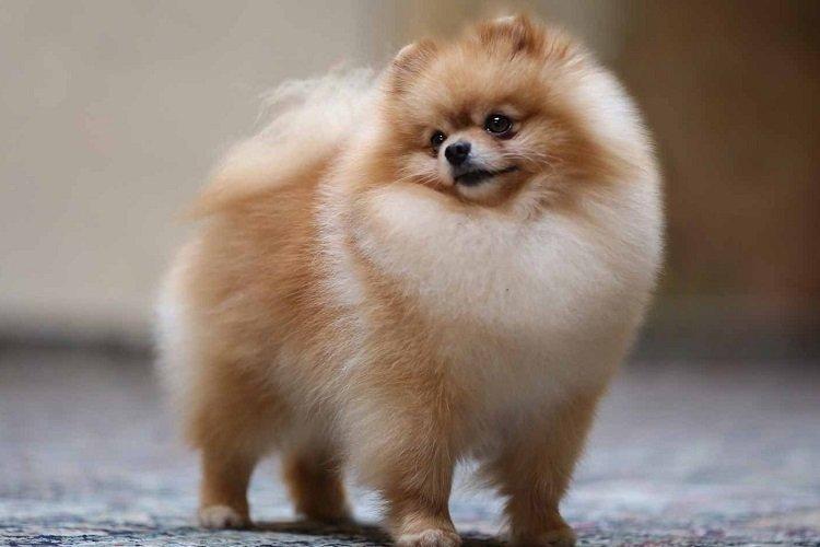 Померанський шпіц - опис породи, характер та догляд (60 фото)