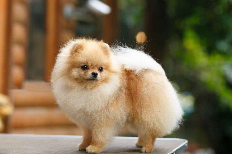 Померанський шпіц - опис породи, характер та догляд (60 фото)