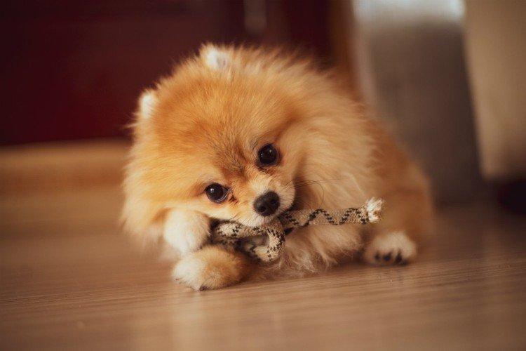 Померанський шпіц - опис породи, характер та догляд (60 фото)