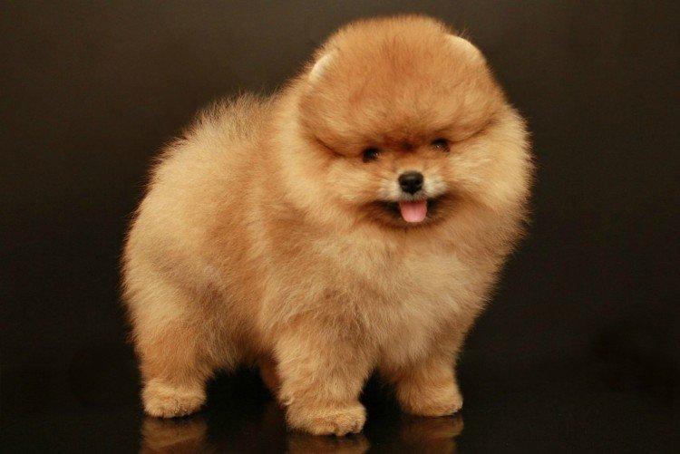 Померанський шпіц - опис породи, характер та догляд (60 фото)