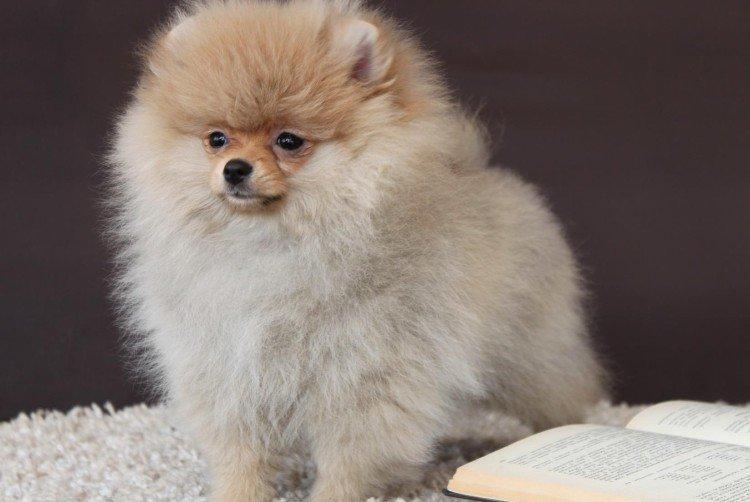 Померанський шпіц - опис породи, характер та догляд (60 фото)