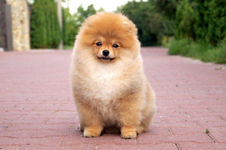 Померанський шпіц - опис породи, характер та догляд (60 фото)