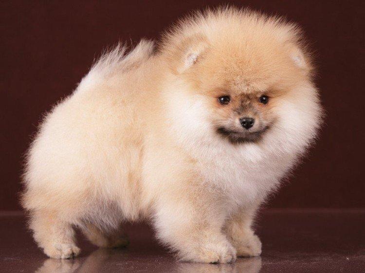 Померанський шпіц - опис породи, характер та догляд (60 фото)