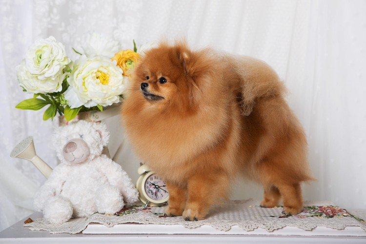 Померанський шпіц - опис породи, характер та догляд (60 фото)