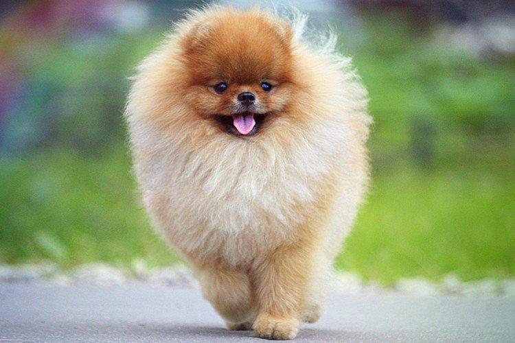 Померанський шпіц - опис породи, характер та догляд (60 фото)