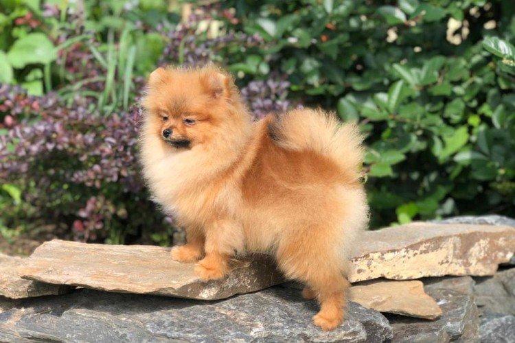 Померанський шпіц - опис породи, характер та догляд (60 фото)