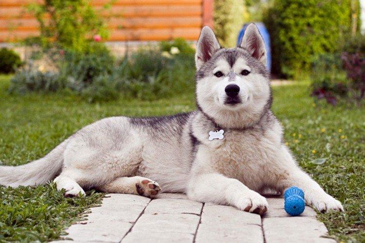 Сибірський хаски (60 фото): опис породи, характер та догляд