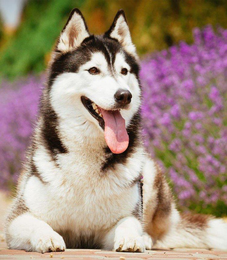 Сибірський хаски (60 фото): опис породи, характер та догляд