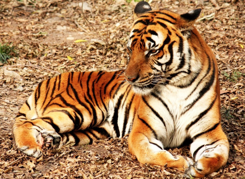 1942 – рік якої тварини і що характерно для її представників?