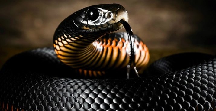 1956 – рік якої тварини і що вона означає?