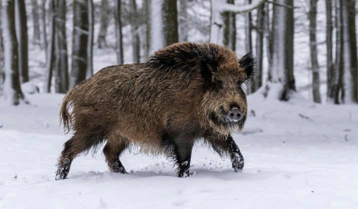 1956 – рік якої тварини і що вона означає?
