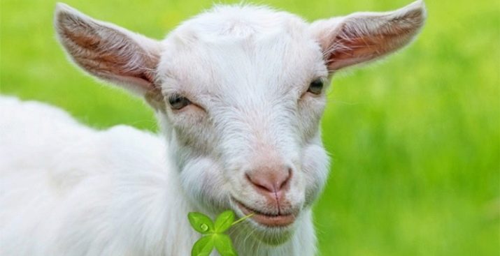 1956 – рік якої тварини і що вона означає?