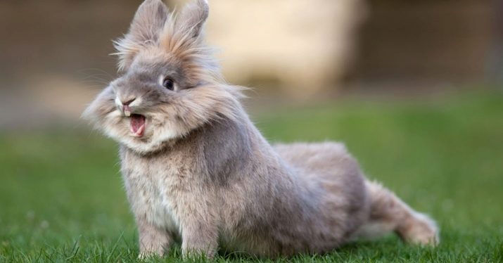 1956 – рік якої тварини і що вона означає?