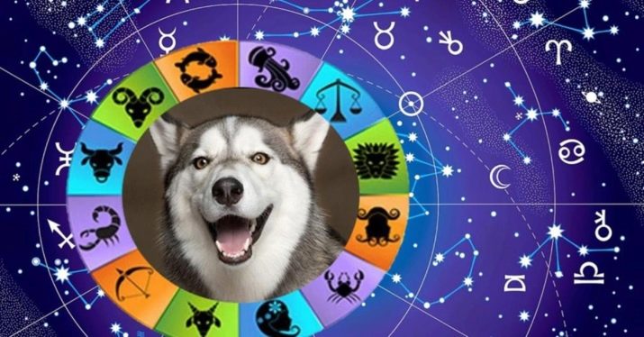 1970 – рік якої тварини і що для неї характерно?