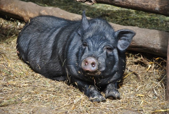1971 – рік якої тварини і що вона означає?