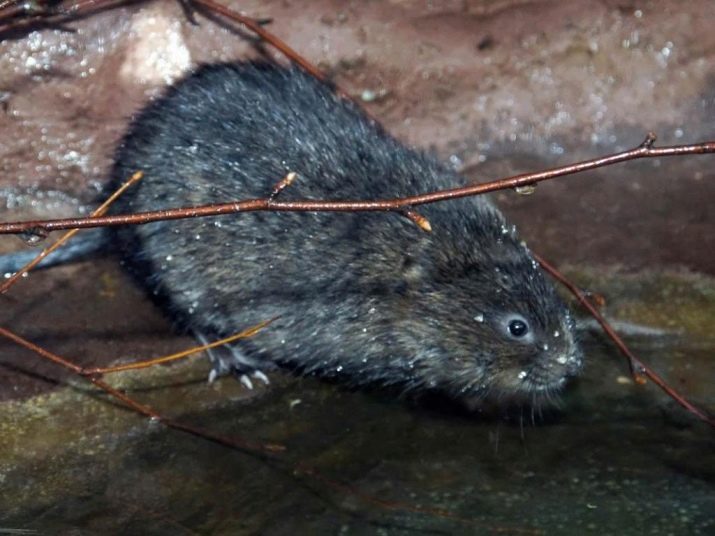 1972 – рік якої тварини і що вона означає?