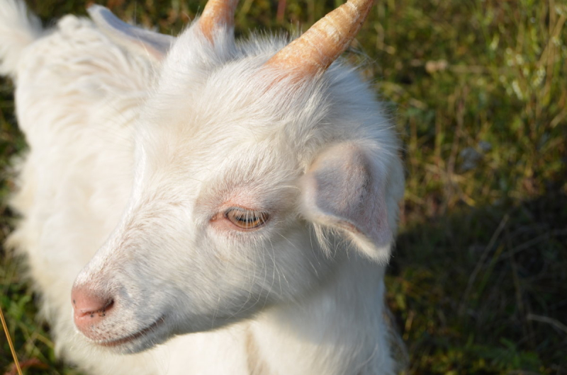 1972 – рік якої тварини і що вона означає?