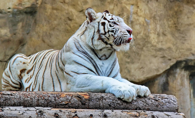 1972 – рік якої тварини і що вона означає?