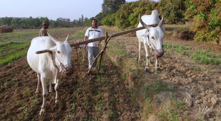 1985 – рік якої тварини і що вона означає?