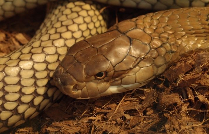 1992 – рік якої тварини і що вона означає?