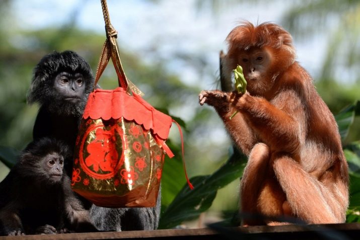 1992 – рік якої тварини і що вона означає?