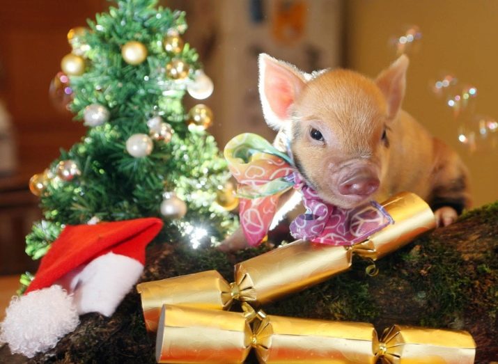 1992 – рік якої тварини і що вона означає?