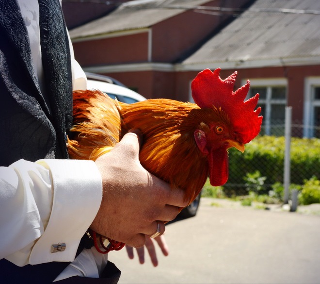 2005 – рік якої тварини і чим вона характеризується?