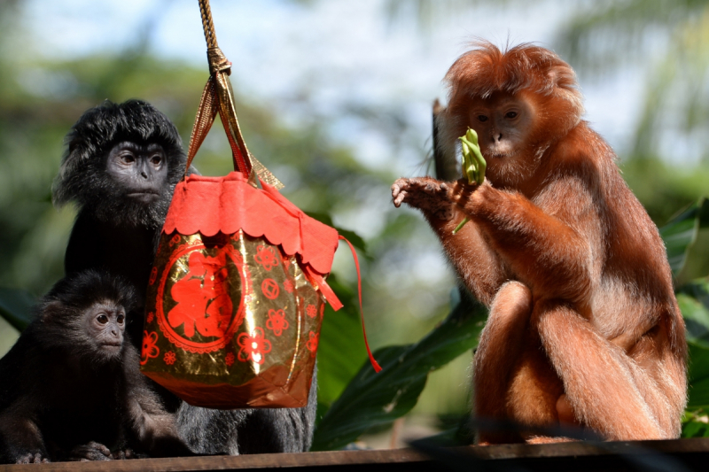 2013 – рік якої тварини і що вона означає?