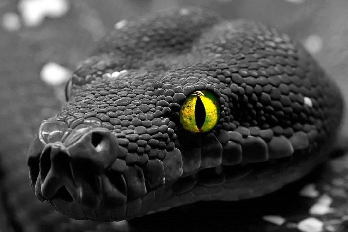 2013 – рік якої тварини і що вона означає?