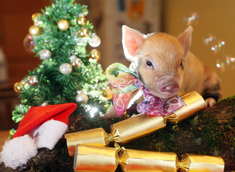 2013 – рік якої тварини і що вона означає?