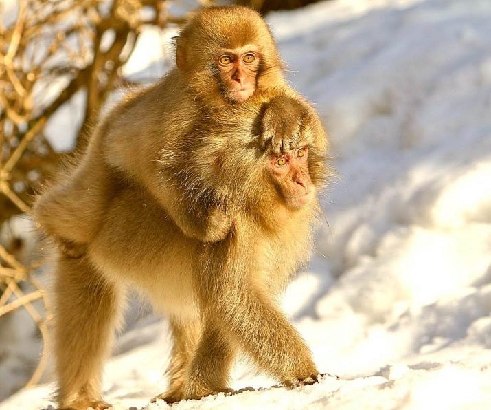 2028 – рік якої тварини та які її особливості?