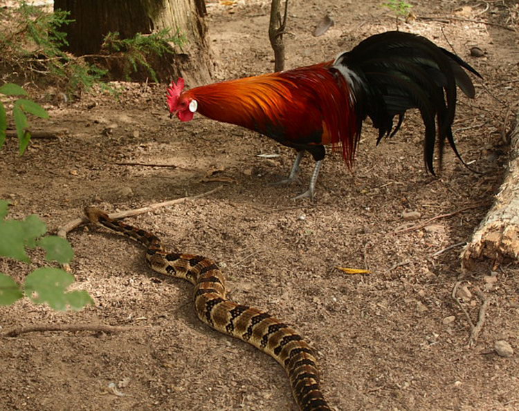 2029 – рік якої тварини і що вона означає?