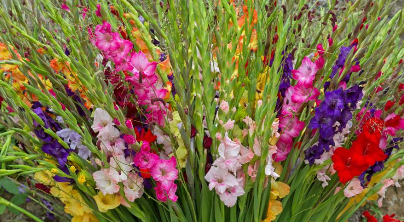 2029 – рік якої тварини і що вона означає?