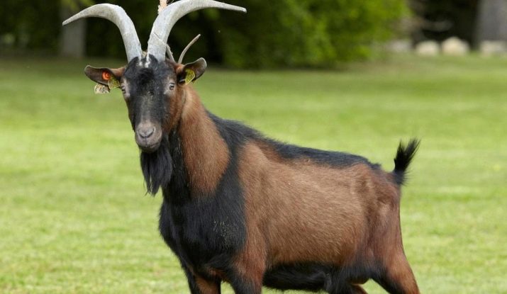 Рік Кози: характеристика та сумісність