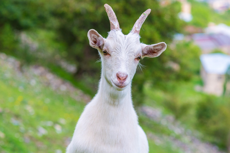 Рік Кози: характеристика та сумісність