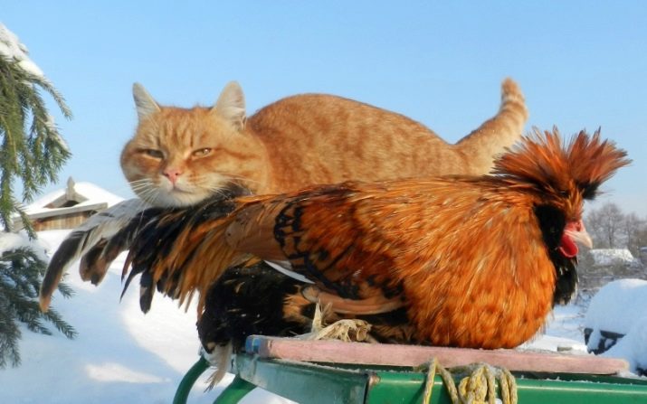 Рік Кролика (Кота): характеристика та сумісність