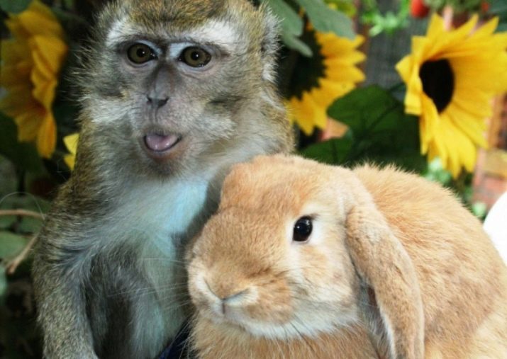 Рік Кролика (Кота): характеристика та сумісність