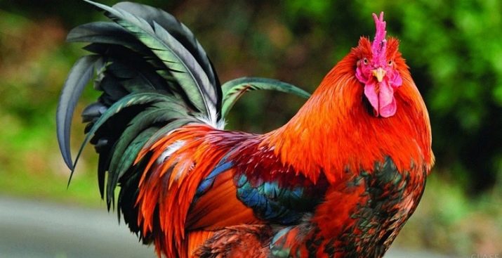 Рік Півня: характеристика, стихії та сумісність