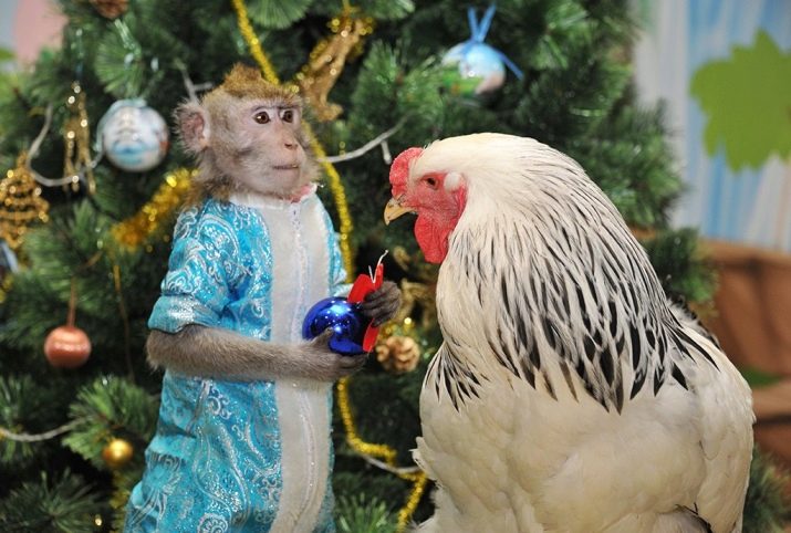 Рік Півня: характеристика, стихії та сумісність